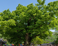 symbol_tree