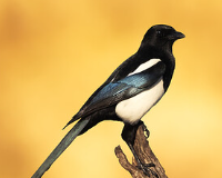 symbol_bird